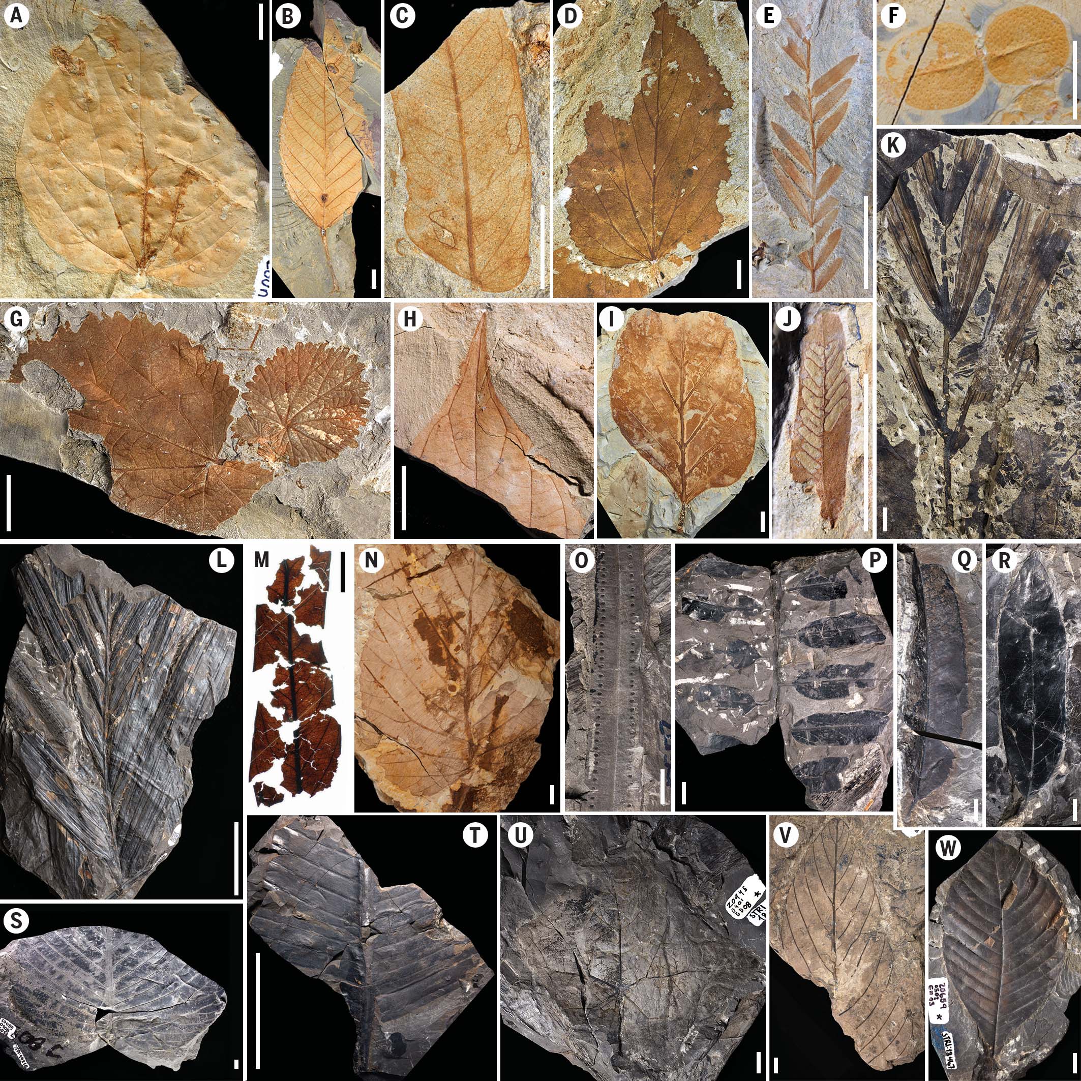 Досліджувані скам’янілості листя. Mónica R. Carvalho et al.