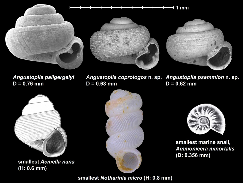 Порівняння розмірів черепашок найменших відомих науці равликів.&amp;nbsp;Barna Páll-Gergely et al. / Contributions to Zoology, 2022