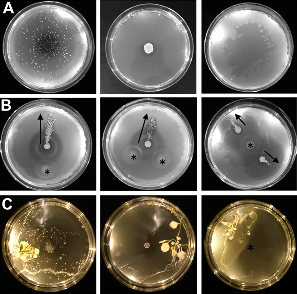 А. Зліва — B. subtilis та&amp;nbsp;Streptomyces coelicolor інокульовані разом, посередині — лише&amp;nbsp;Streptomyces coelicolor, справа — лише&amp;nbsp;B. subtilis. В. Поширення бактерій, коли їх інокулювали в різні частини посудини, зірочками позначено місце інокуляції&amp;nbsp;B. subtilis. С. Рух спор до тканин рослини.&amp;nbsp;Зліва — B. subtilis та Streptomyces coelicolor інокульовані разом, посередині — лише Streptomyces coelicolor, справа — лише B. subtilis.&amp;nbsp;Alise R. Muok et al. /&amp;nbsp;The ISME Journal, 2021