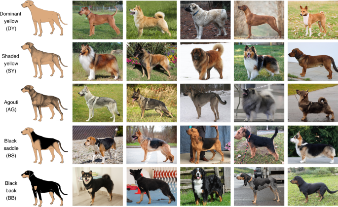 П'ять типів забарвлень собак.&amp;nbsp;Bannasch et al. / Nature Ecology and Evolution, 2021