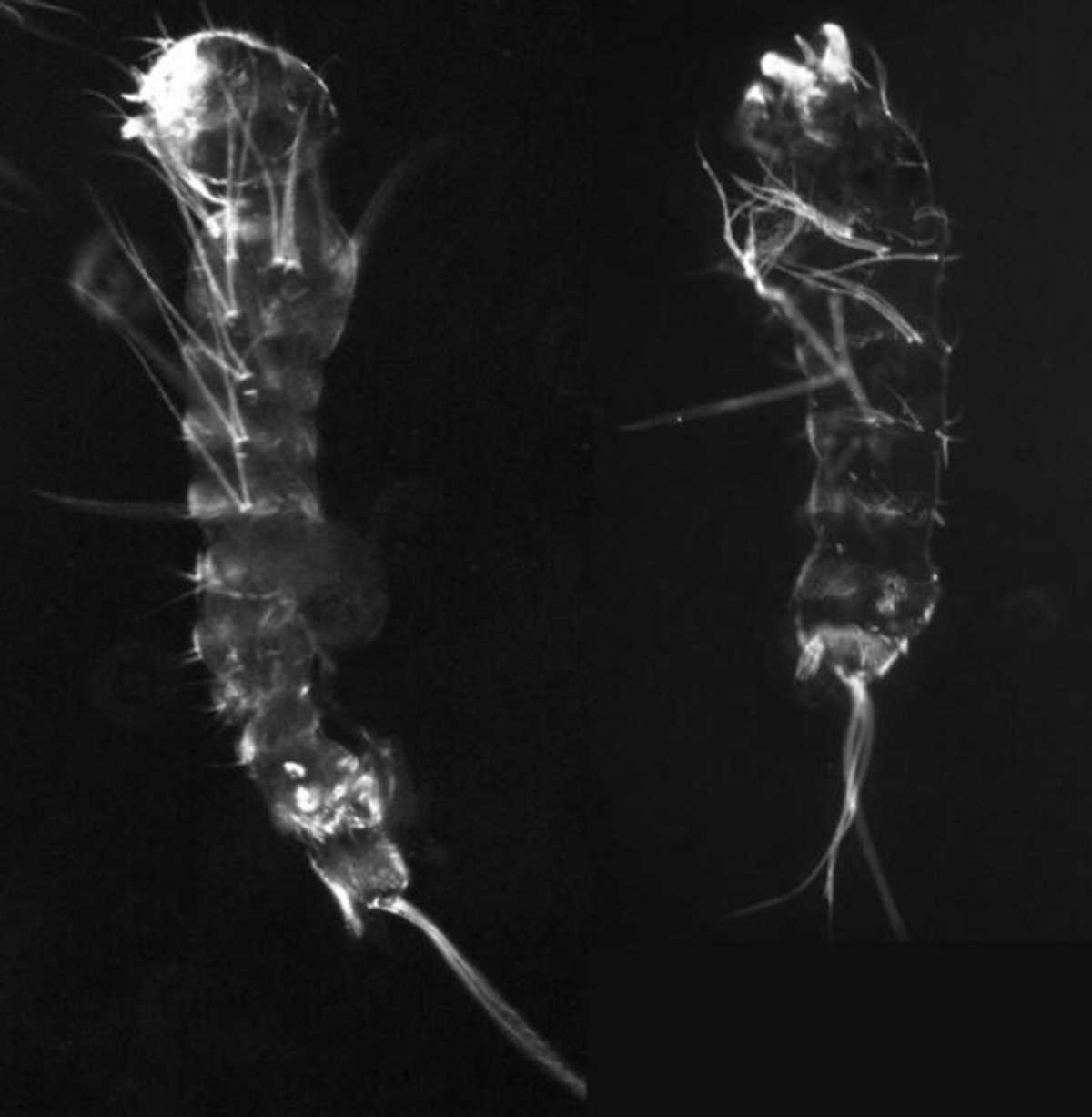 Екзоскелет нормальної личинки комара (зліва) та з відсутнім геном gooseberry (справа). Alys Jarvela / University of Maryland
