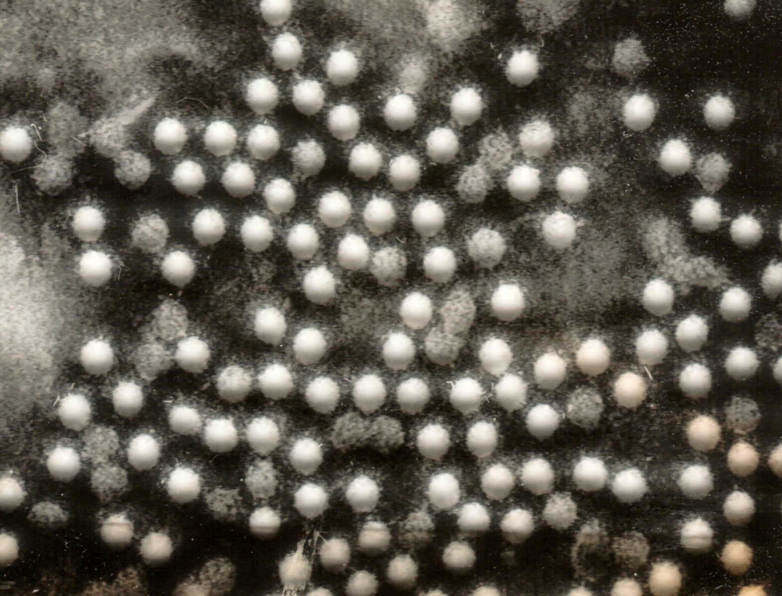 Пікорнавірус. Wikimedia Commons