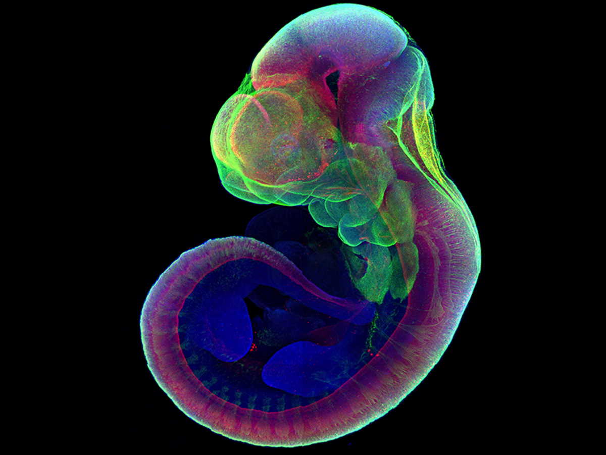 Мишачий ембріон на 11 дні розвитку, який розвинув у пробірці зачатки кінцівок. Weizmann Institute of Science