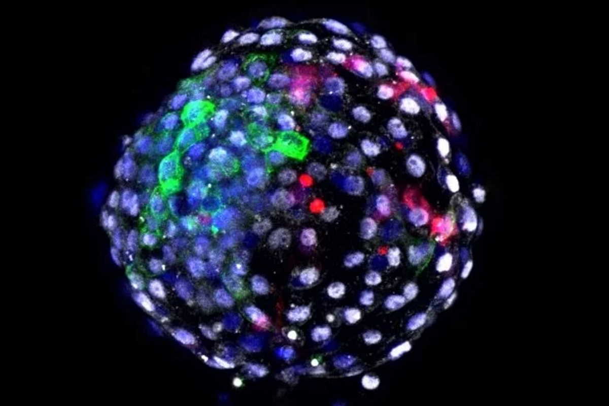 Перший гібридний ембріон з клітин людини та мавпи. Weizhi Ji / Kunming University of Science and Technology