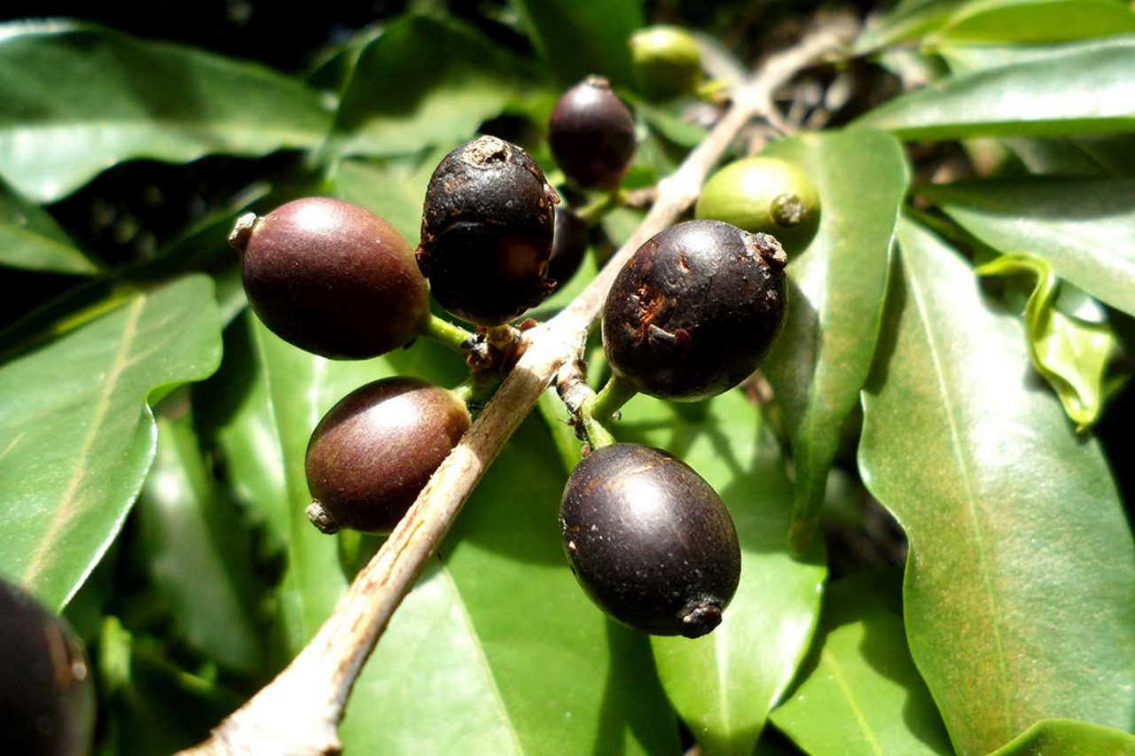 Coffea stenophylla. E. Couturon / IRD