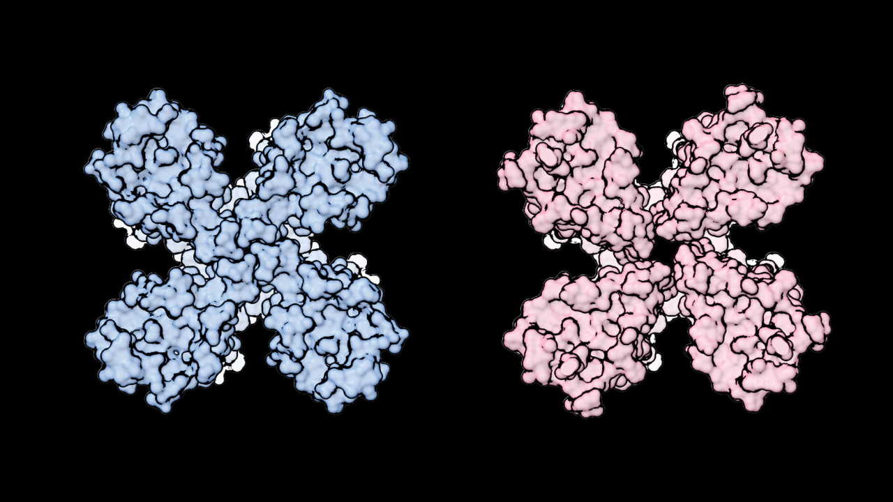 Зображення нюхового рецептора до (зліва) та після (справа) з'єднання з молекулою запаху; продемонстровано розширення іонного каналу в центрі рецептора. The Rockefeller University
