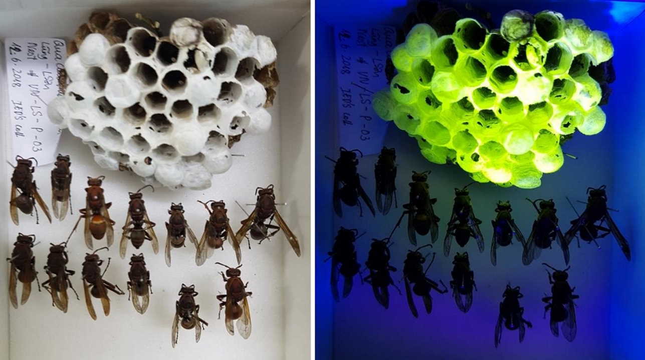 Гніздо та особини ос P. brunetus під білим світлом (зліва) та ультрафіолетовим (справа). Willy Daney de Marcillac et al. / J. R. Soc. Interface, 2021