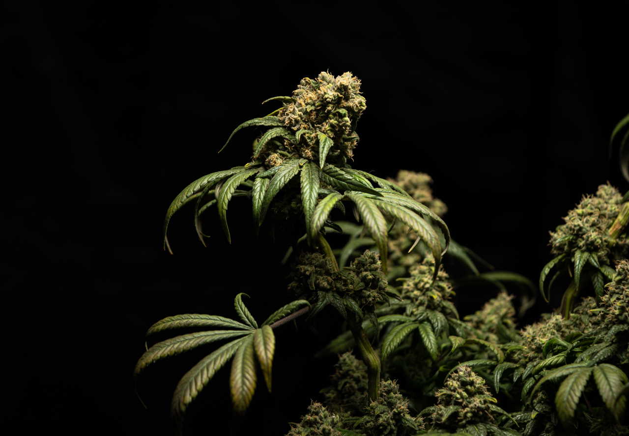 CRYSTALWEED cannabis / Unsplash