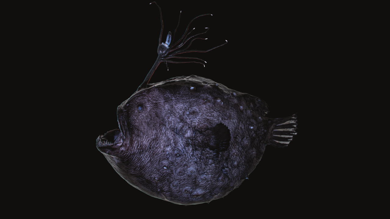 Глибоководний вудильник Himantolophus sagamius. William В. Ludt, Todd R. Clardy /Journal of Fish Biology, 2022