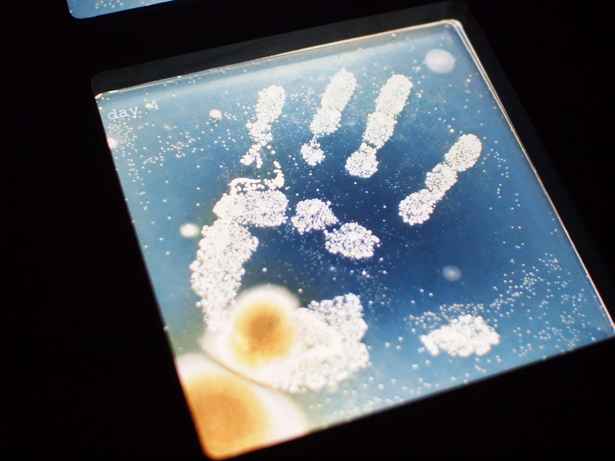 Картина з science art проєкту «Метатіла» (2013), створена завдяки мікроорганізмам і синтетичній біології. Ars Electronica / Flickr