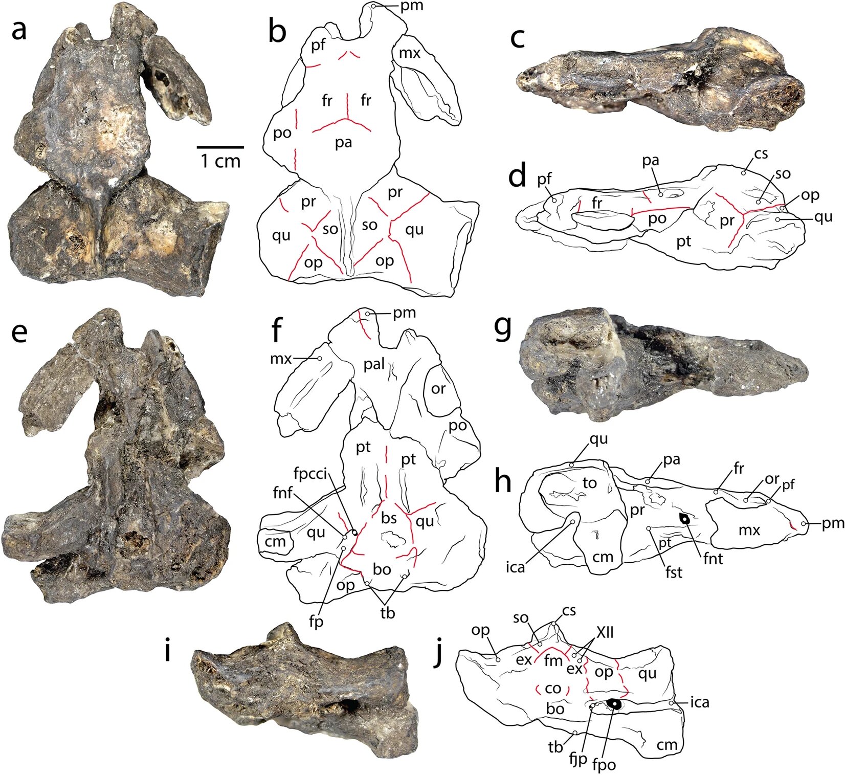 Частково збережений череп  Pleurochayah appalachius. Brent Adrian et al.
