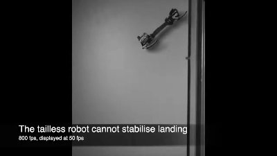 Падіння робота без хвоста. Ardian Jusufi Lab / YouTube