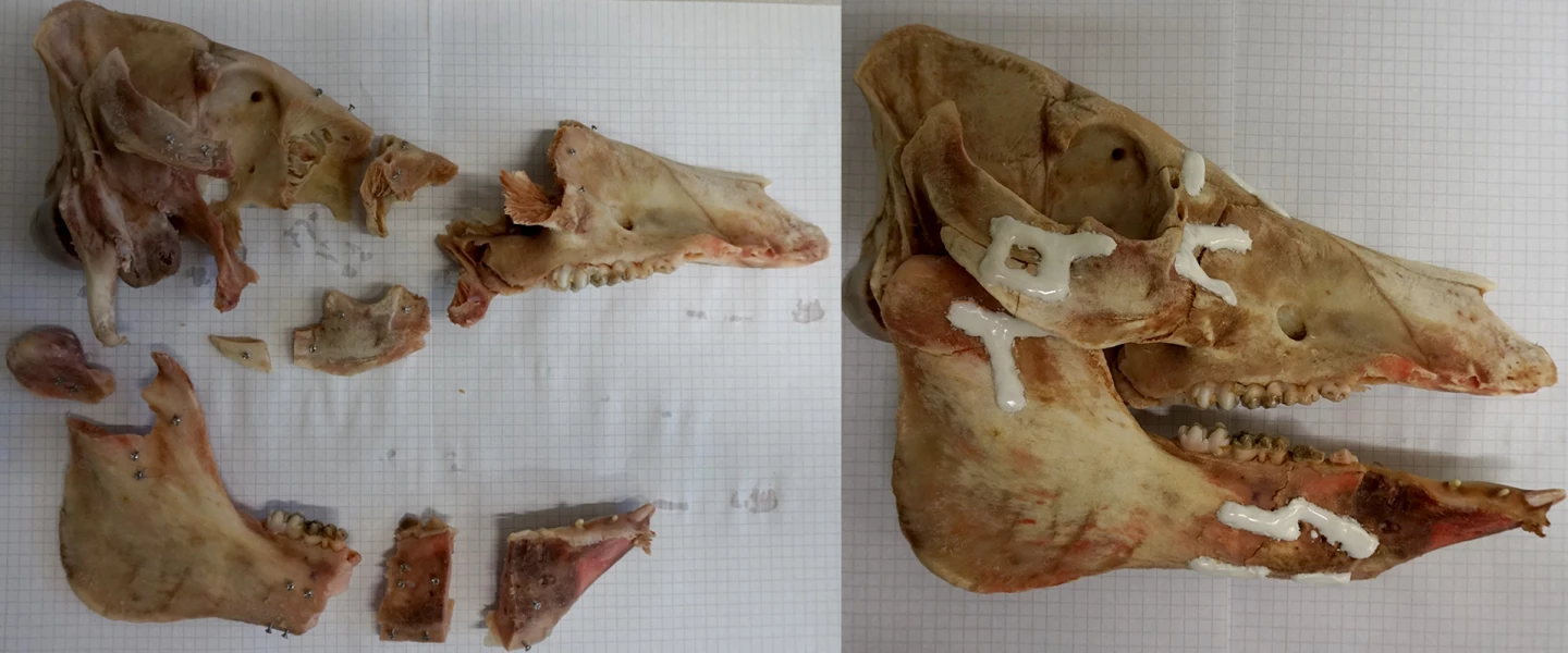 Скріплення зламаних кісток черепа свині за технологією AdhFix. Royal Institute of Technology