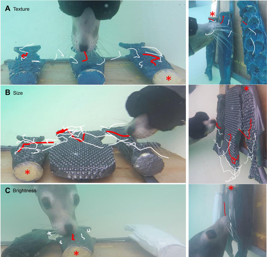Постановка експерименту. Приклади рухів вусами (білий) і голови (червоний) самки морського лева Ло, зняті відеокамерою зверху (ліворуч)  і збоку (праворуч). Ло виконує завдання на розрізнення текстури (A), розміру (B) та яскравості (C). Цільовий об'єкт позначений червоною зірочкою.&amp;nbsp;Alyx O. Milne et al. /&amp;nbsp;Journal of Experimental Biology.