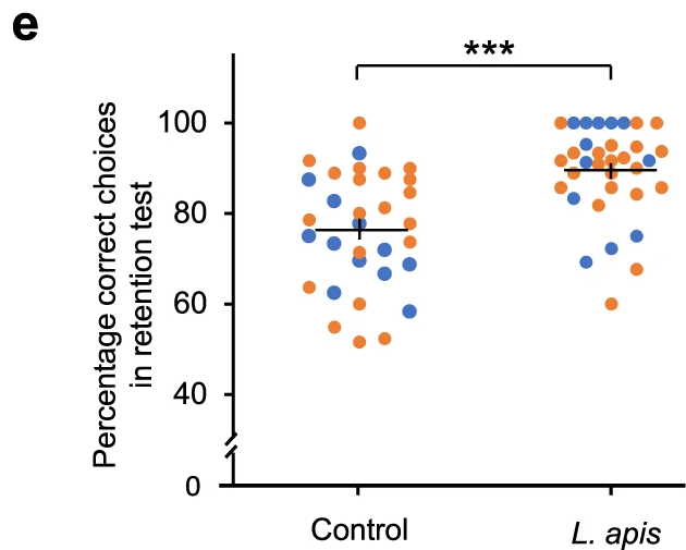 Відсоток правильного вибору джмелів під час тестування пам'яті (зліва — контрольна група, справа — група, якій згодовували L. apis). Li Li et al. / Nature Communications, 2021