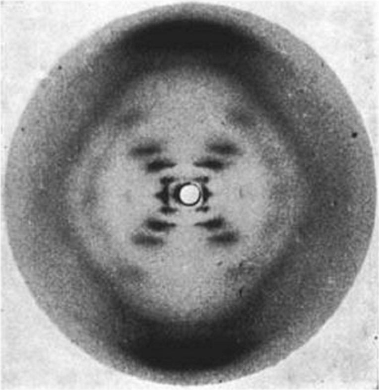 Перша рентгенограма ДНК, зроблена Розалінд Франклін 1952 року. Rosalind Franklin / Wikipedia