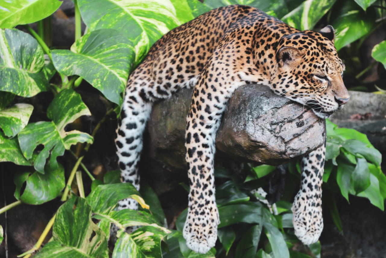 Леопард спить на гілці. Marvin Gerrald / Wikimedia Commons