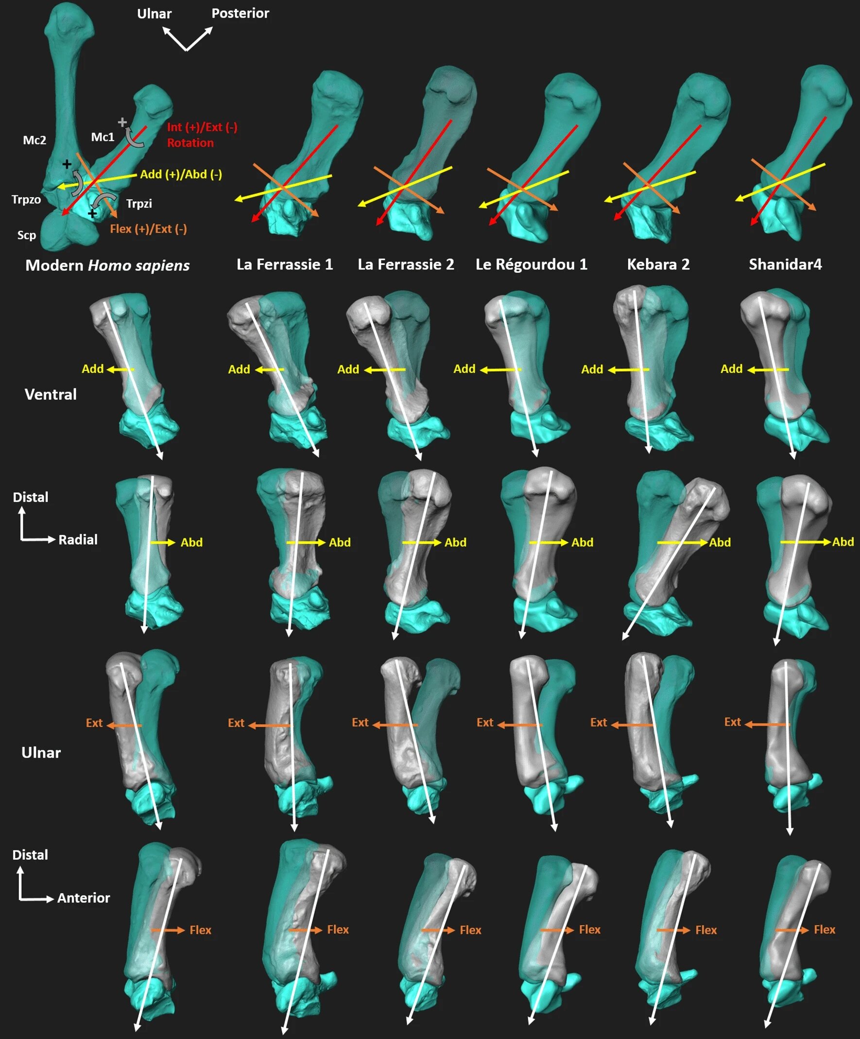 Порівняння рухів великого пальця сучасної людини (лівий стовпчик) та п’яти зразків неандертальців. Ameline Bardo et al / Scientific Reports