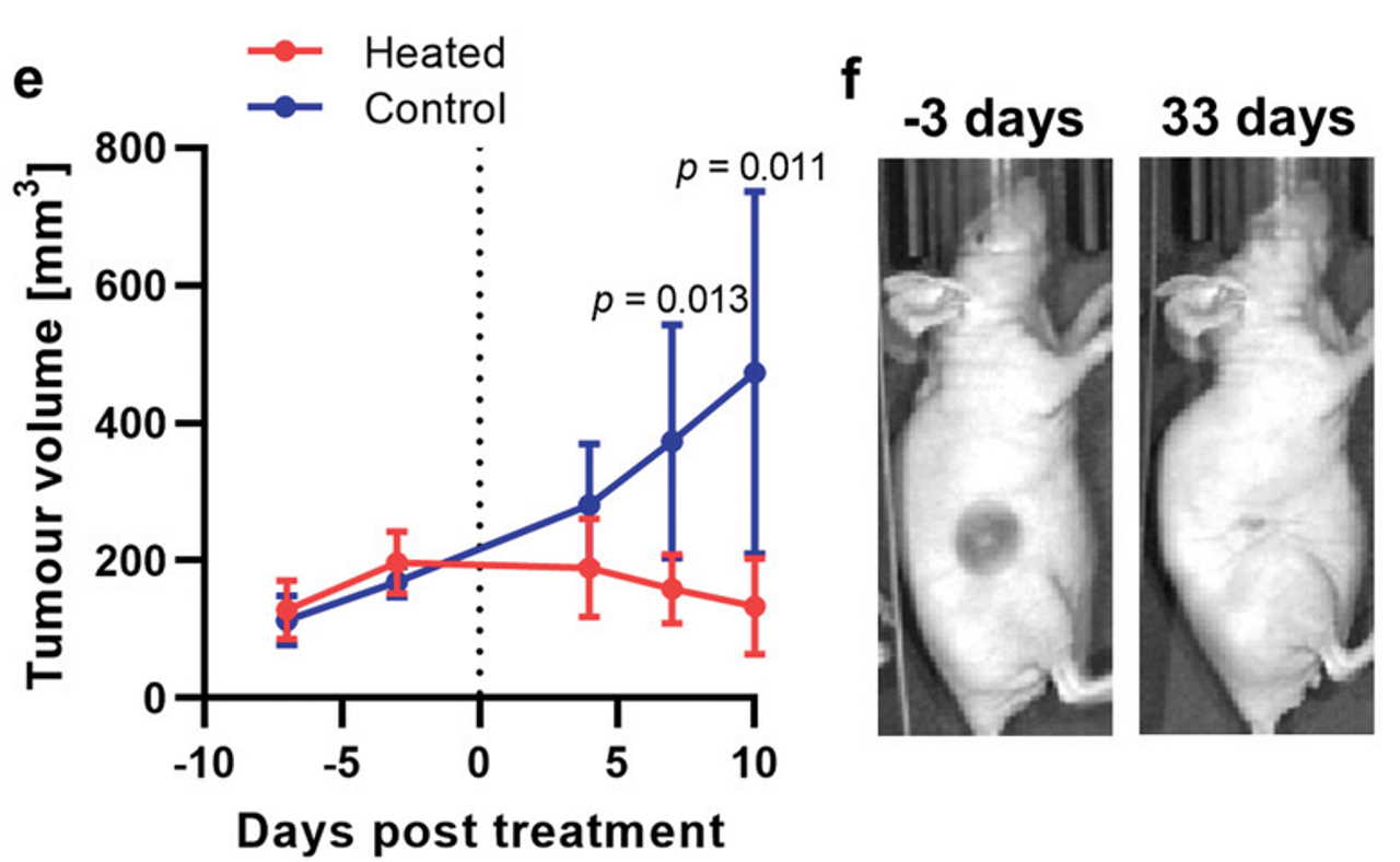 е) Зміна об'єму пухлин у мишей, яким нагрівали термозерно (червоний) та не нагрівали (синій), з дня імплантації пухлин і до 10 дня після внесення термозерна. f) Зображення пухлини за три дні до і через 33 дні після лікування термозерном. Rebecca R. Baker et al. /&amp;nbsp;Advanced Science, 2022