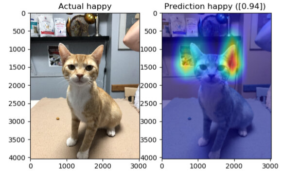 Робота алгоритму, де він з оцінкою 0,94 впевнений, що котик почувається добре / Sylvester.ai