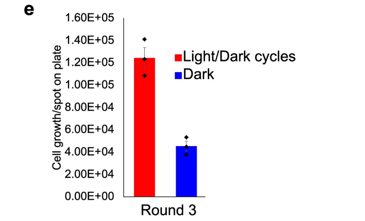 Зростання химер в темноті (синій) та в умовах циклу освітлення день/ніч (червоний).&amp;nbsp;Jason E. Cournoyer et al. /&amp;nbsp;Nature Communications, 2022