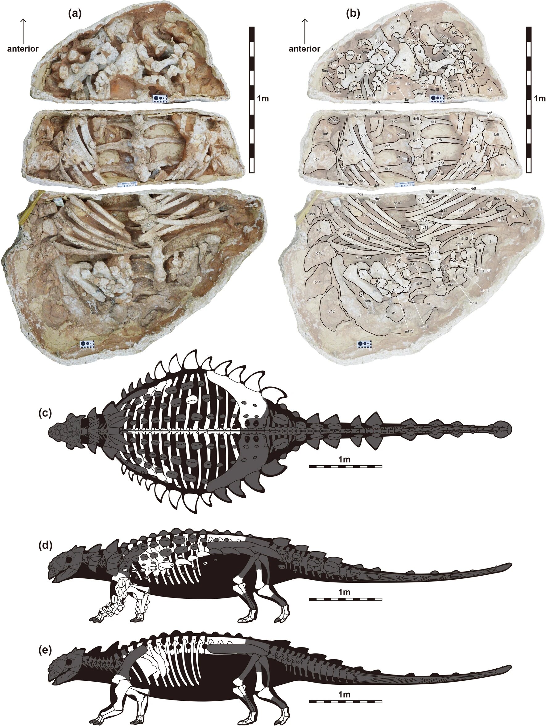 Знайдений зразок та зображення положення кісток із бронею та без. Jin-Young Park et al.