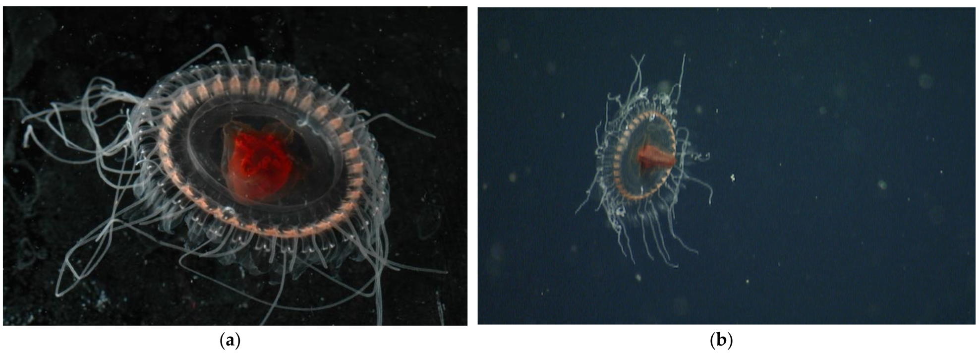 Вид подібних до Atolla медуз, який відрізняється від інших описаних, George I. Matsumoto et al. / Animals, 2022