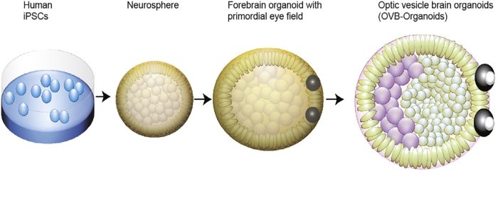 Формування органоїдів із очними міхурцями.&amp;nbsp;Elke Gabriel et al. / Cell Stem Cell, 2021