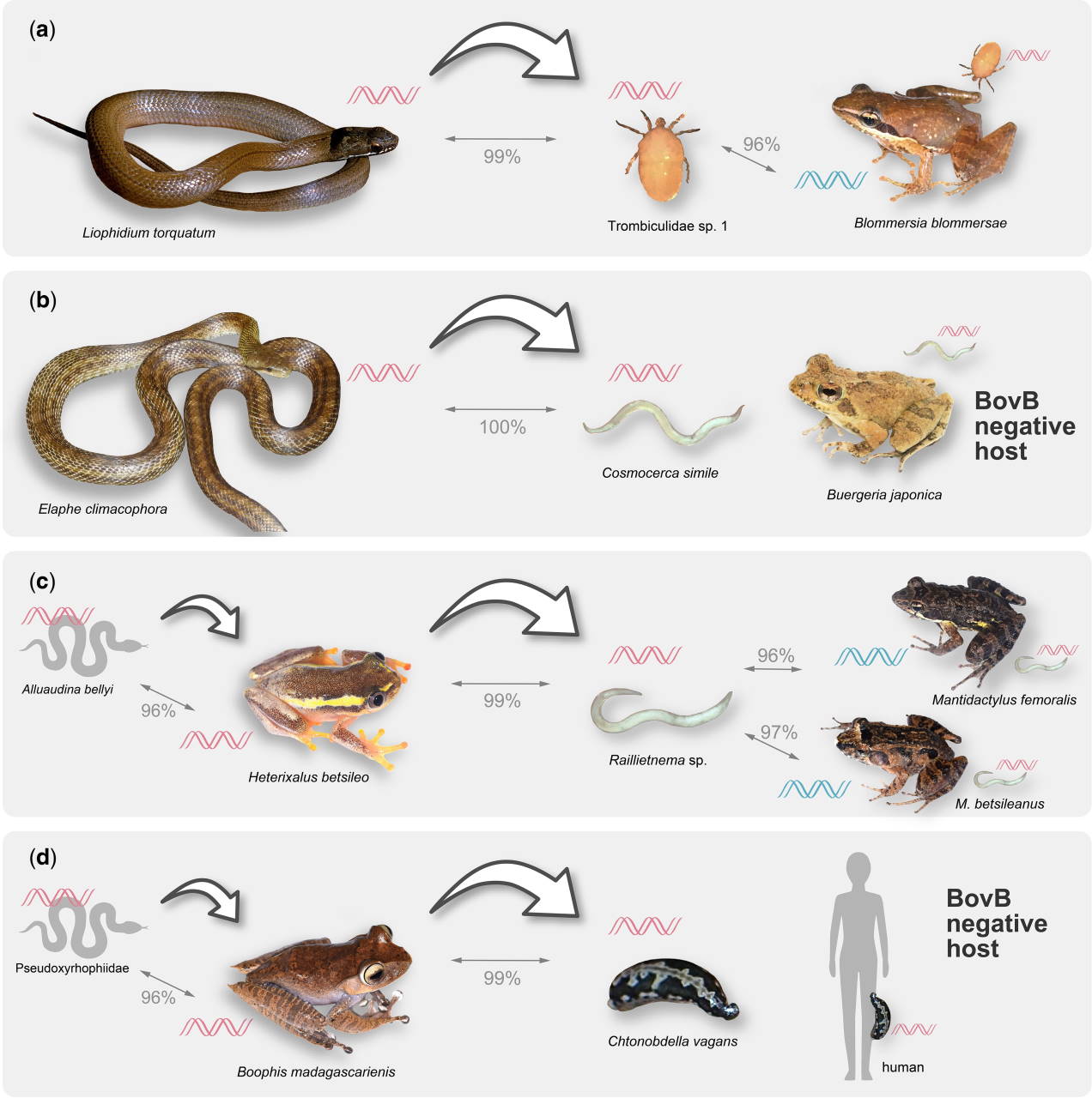 Можливі шляхи передачі зміїного BovB за допомогою паразитів. Товсті стрілки вказують напрямок горизонтального перенесення, а тонкі  —  подібність послідовностей BovB у представників різних таксонів. Chiaki Kambayashi et al. / Molecular Biology and Evolution, 2022&amp;nbsp;