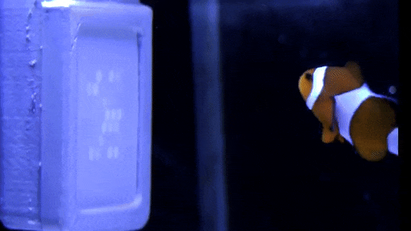 Анемонова риба дивиться на УФ-дисплей під час експерименту. The University of Queensland