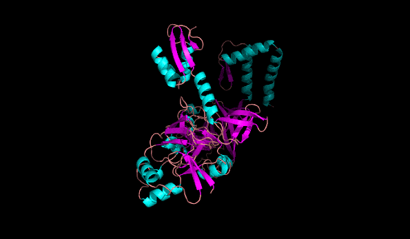 Неструктурний білок NSP2, візуалізований за передбаченням AlphaFold / the Scinder