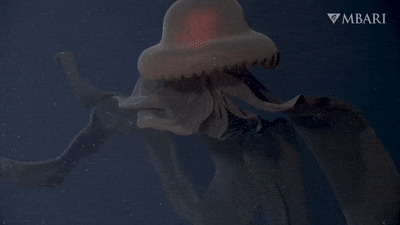 Імовірно, ви вже багато разів цього тижня зустрічали цю медузу у своїй стрічці, але вона дійсно приковує погляд. MBARI (Monterey Bay Aquarium Research Institute) / YouTube