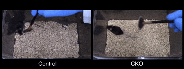 Немодифікованим мишам (зліва) подобається погладжування, тоді як миші із заблокованою активністю&amp;nbsp;Prok2 (справа) уникають контактів.&amp;nbsp;Benlong Liu et al. / Science, 2022