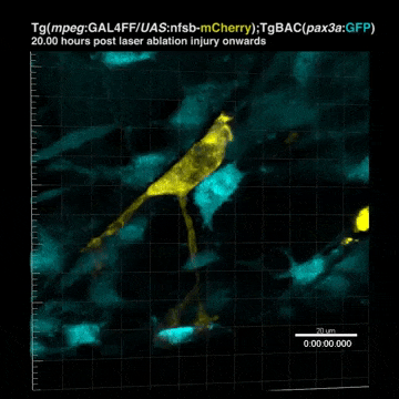 Макрофаг (жовтий) стимулює м'язові стовбурові клітини (сині) до проліферації. Australian Regenerative Medicine Institute