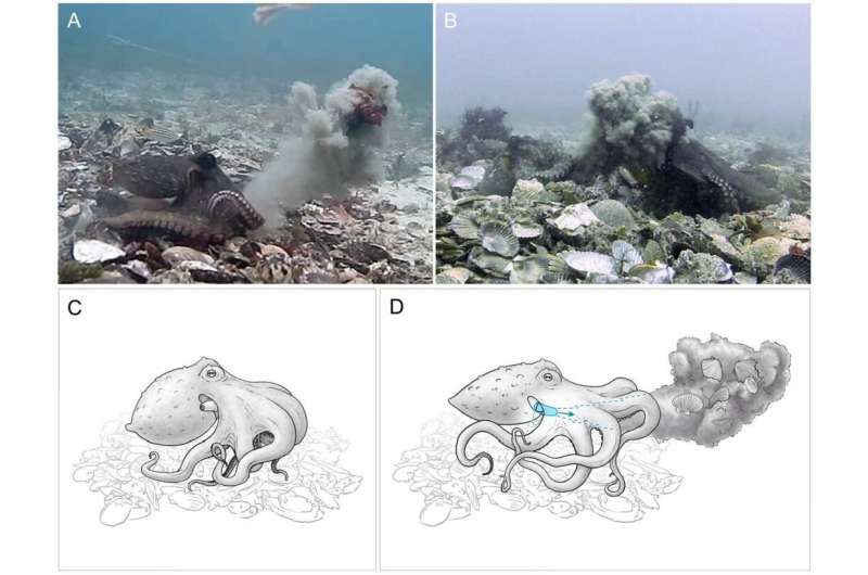 Кидання сміття восьминогом&amp;nbsp;Octopus tetricus: восьминіг жбурляє мул та водорості крізь воду (А), і влучає в іншого восьминога (В);&amp;nbsp;C та D&amp;nbsp;— ілюстрація із детальнішим зображенням механізму кидання.&amp;nbsp;Peter Godfrey-Smith et al. / bioRxiv, 2021