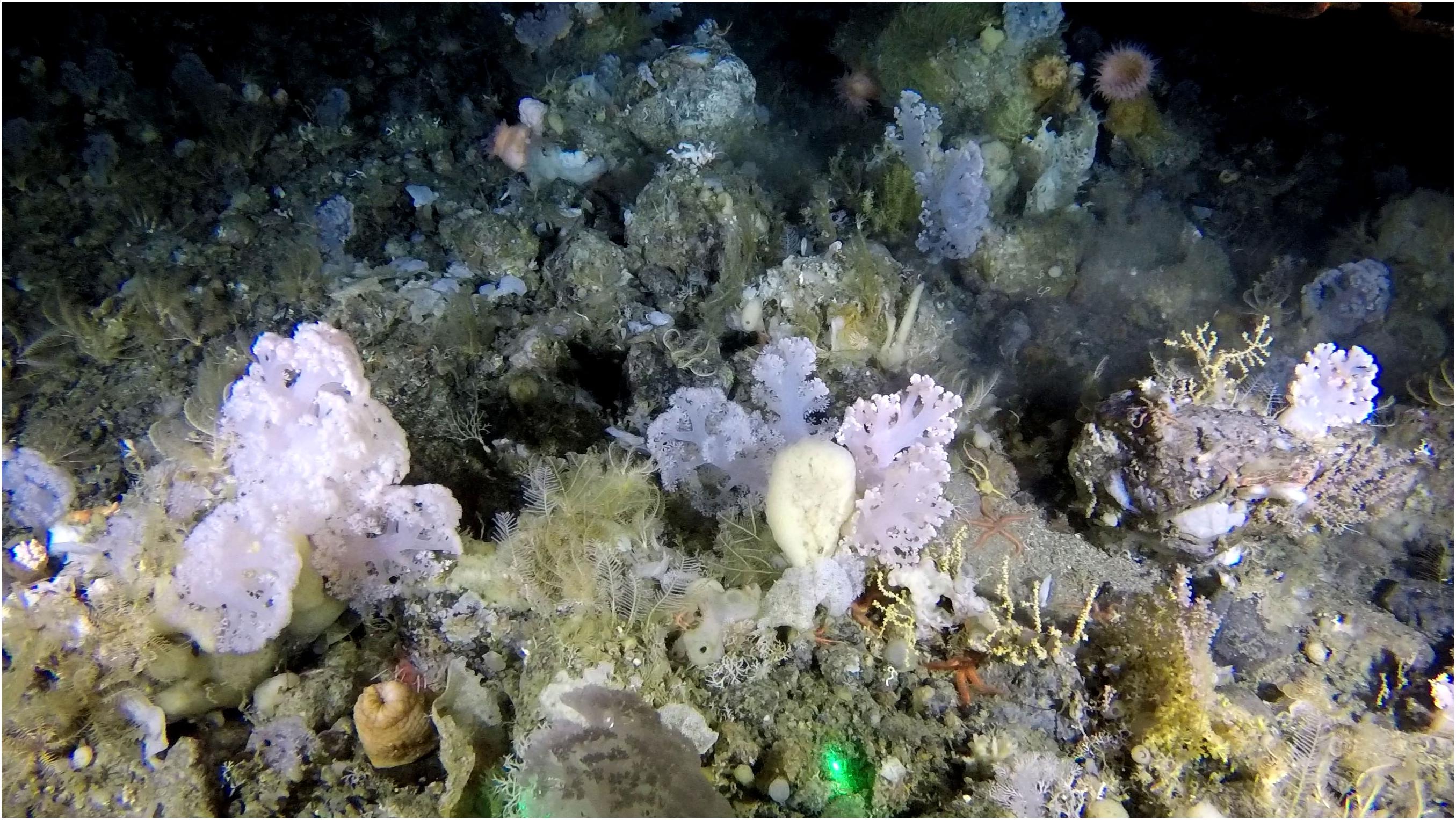 Кораловий сад на глибині 585 метрів поблизу Гренландії. / Frontiers in Marine Science, 2020