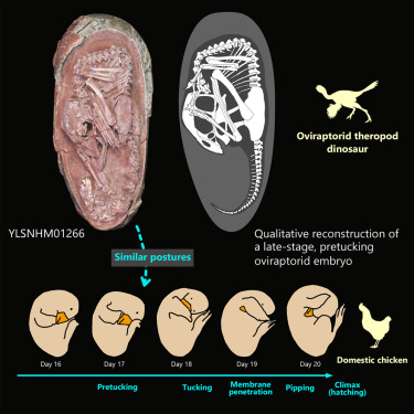 Зверху — зображення пози скам'янілого зародка динозавра, знизу — його порівняння із позою ембріона курчати на різних стадіях розвитку. Lida Xing et al. / iScience, 2021