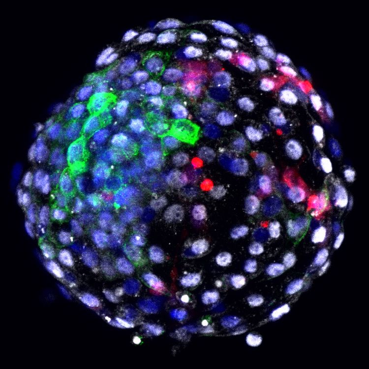 Перший гібридний ембріон з клітин людини та мавпи.&amp;nbsp;Weizhi Ji / Kunming University of Science and Technology