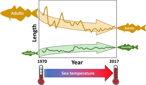 Зв'язок між температурою моря та довжиною тіла риб. Idongesit E. Ikpewe et al