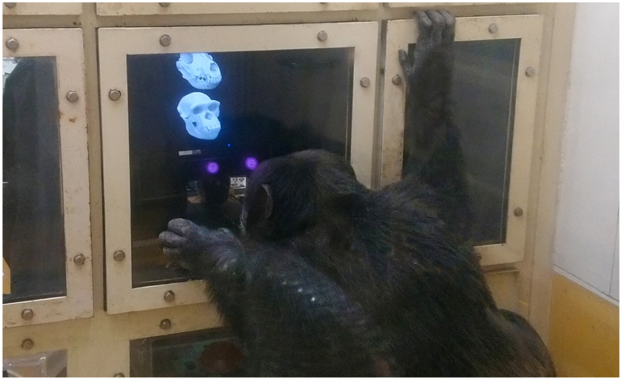 Шимпанзе Аюму під час досліду. André Gonçalves et al. / Royal Society Open Science, 2022