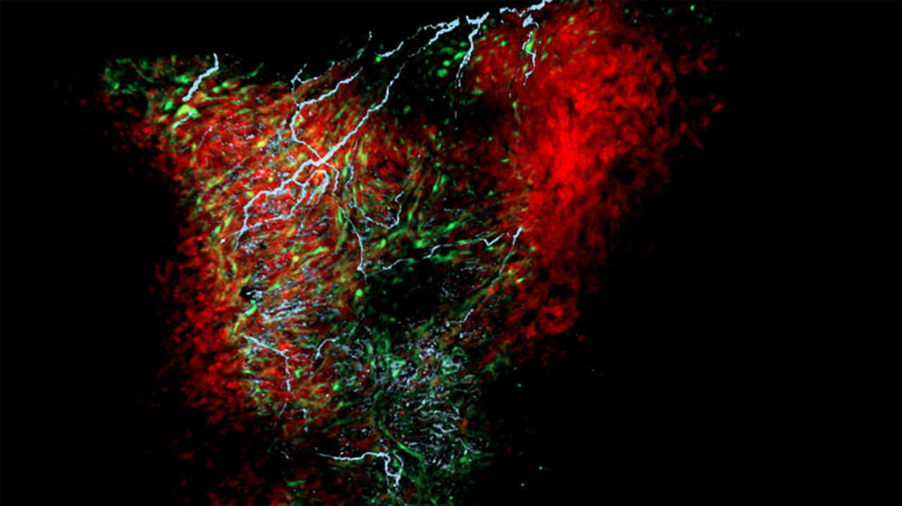 Серцева тканина даніо реріо (червона), на якій помітні нейрони (сині) та подібні на астроцити гліальні клітини (зелені). Nina L. Kikel-Coury / Smith Lab / University of Notre Dame