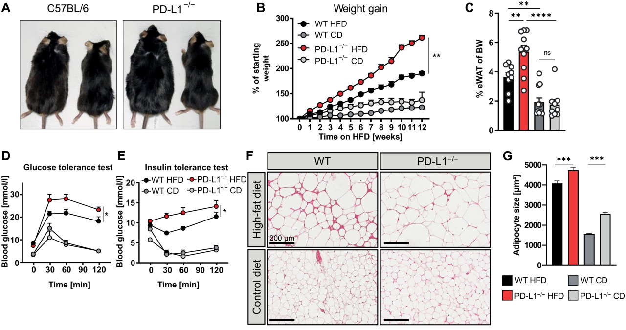 А. Зліва - контрольні миші на жирній (зліва) та стандартній дієті (справа; справа - миші з нестачею&amp;nbsp;PD-L1 на жирній дієті (зліва) та стандартній (справа). В. Набір ваги за 12 тижнів; червоним позначено мишей із дефіцитом&amp;nbsp;PD-L1, а чорним контрольних мишей на жирній дієті. С. Відсоток жирової тканини придатка яєчка відносно ваги тіла.&amp;nbsp;D-E. Результати аналізів на глюкозо- та інсулінотолерантність.&amp;nbsp;F. Жирова тканина мишей дикого типу (зліва) та мишей із дефіцитом&amp;nbsp;PD-L1 (справа) на жирній дієті (зверху) та стандартній (знизу).&amp;nbsp;G. Розміри жирових клітин.&amp;nbsp;Christian Schwartz et al. /&amp;nbsp;Science Translational Medicine, 2022