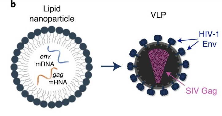 Схематичне зображення ліпідної наночастинки вакцини, у яку заключені мРНК (зліва), та вірусоподібної частинки, утвореної на основі мРНК (справа), де синім позначені білки&amp;nbsp;Env вірусу імунодефіциту людини, а рожевим - білки&amp;nbsp;Gag вірусу імунодефіциту мавп.&amp;nbsp;Zhang et al. / Nature Medicine, 2021