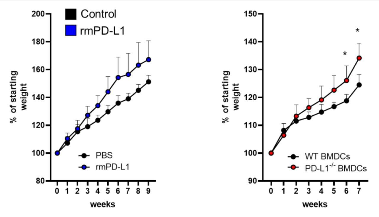 Відсоток набраної ваги від початкової на жирній дієті. Зліва: у контрольних мишей (чорний) та мишей, що приймали рекомбінантний PD-L1. Справа: у мишей дикого типу з імплантованими клітинами, які виробляють&amp;nbsp;PD-L1 (чорний) та мишей із блокованим виробленням&amp;nbsp;PD-L1, які отримали клітини, здатні до вироблення білка.&amp;nbsp;Christian Schwartz et al. / Science Translational Medicine, 2022