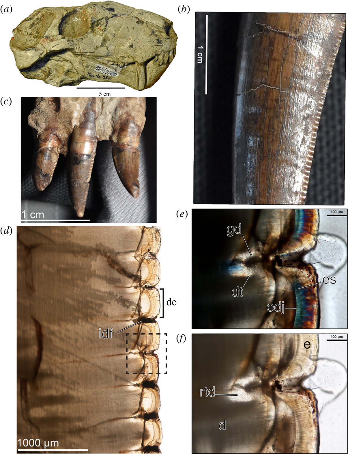Характерні риси горгонопсів. На малюнку представлений скам'янілий череп та зуби і їхні деталі. Megan Whitney