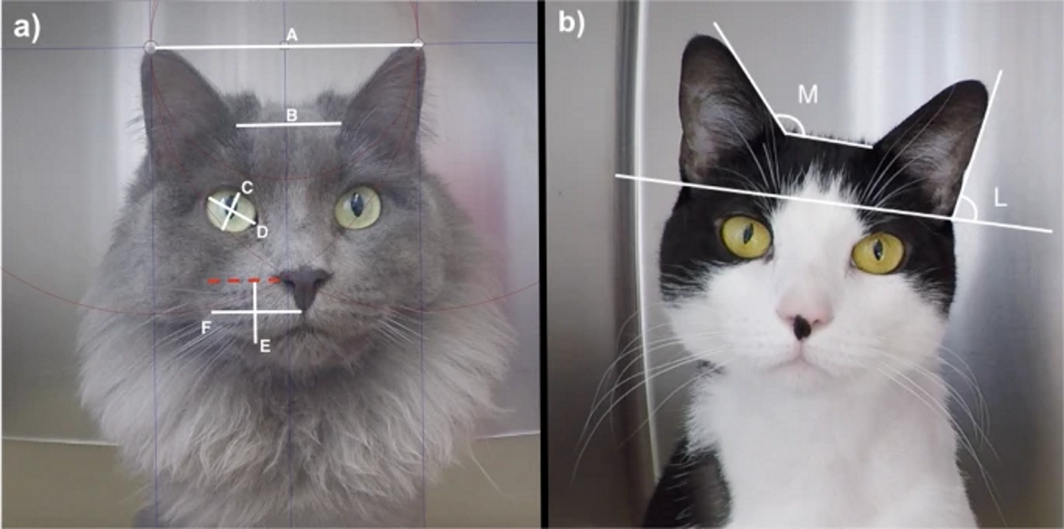Вимірювання відстані між вухами та ширини очей для визначення настрою котів. Marina C. Evangelista et al. / Nature Scientific Reports, 2019