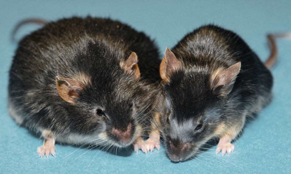 Підвищення чутливості до лептину допомогло мишам з ожирінням схуднути