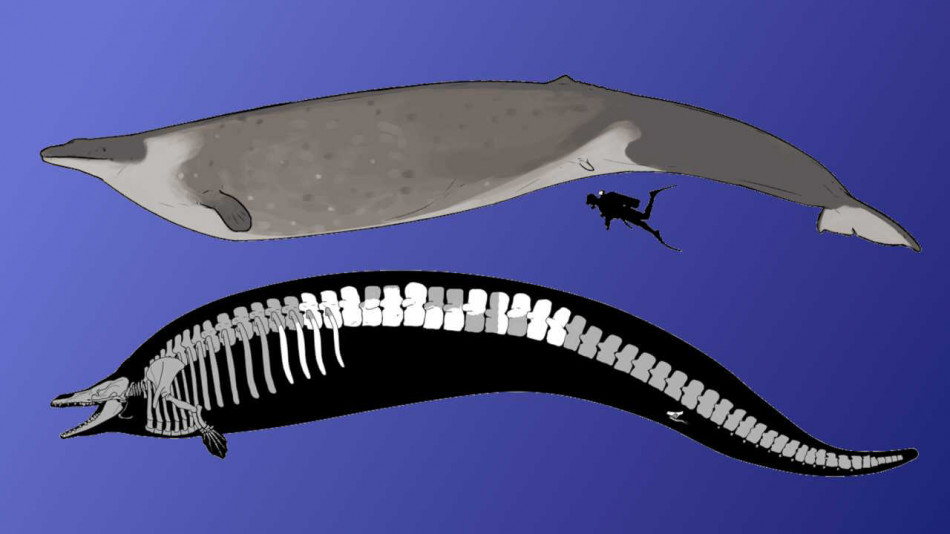 Вимерлого перуанського кита зняли з кандидатів на титул найважчої тварини всіх часів