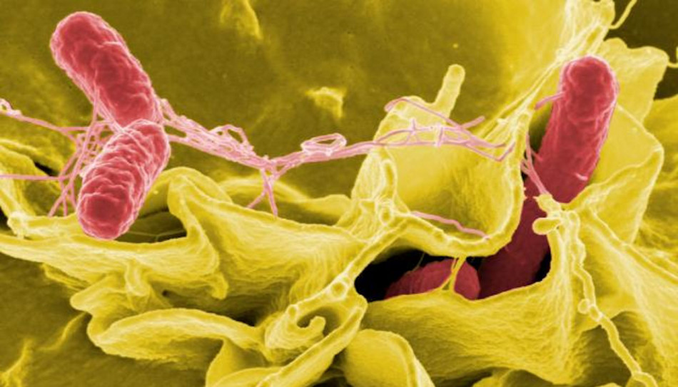 Біологи описали у кишкових бактерій тягу до людської крові