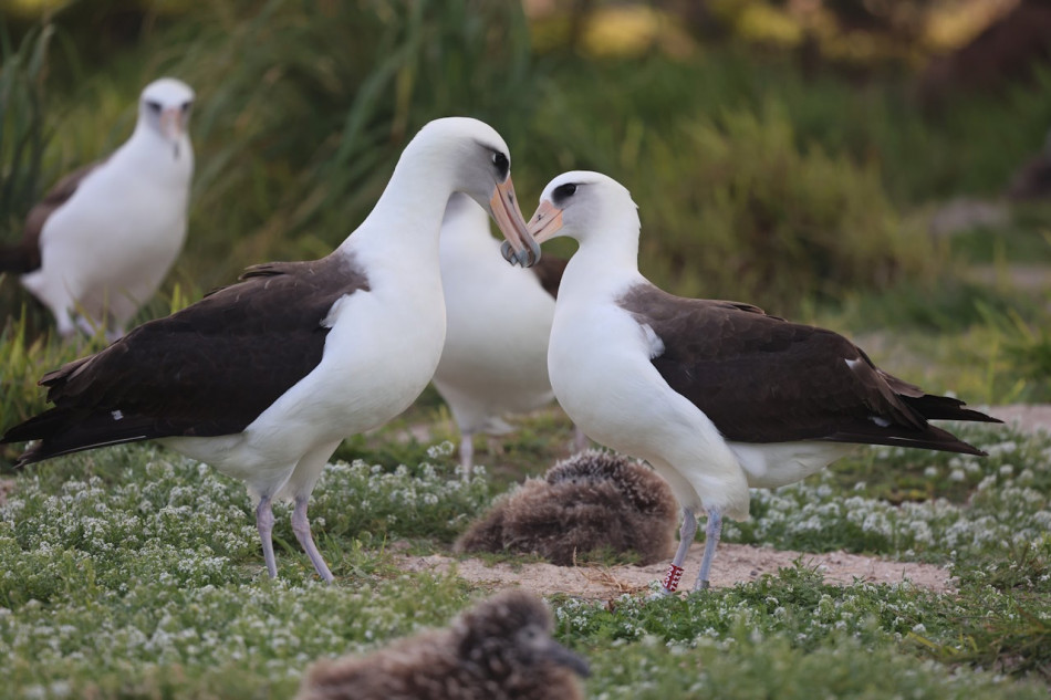 70-річна самка альбатроса пофліртувала з іншими птахами в очікуванні свого постійного партнера
